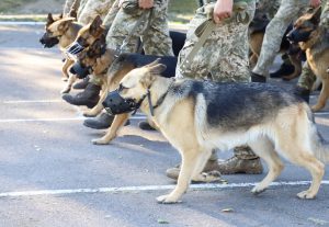 Собаки прикордонників вперше візьмуть участь у Параді