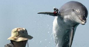 Russia uses dolphins to protect its Novoozerne base