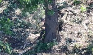 Ukrainian troops eliminate a female stormtrooper on the front line