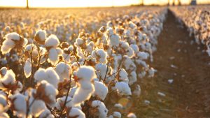 The first harvest of “gunpowder” cotton has ripened in Ukraine