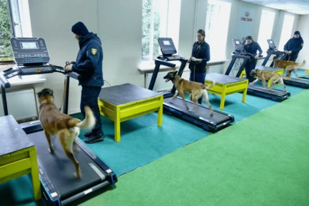 Norway has funded the creation of a training center for mine detection dogs in Ukraine