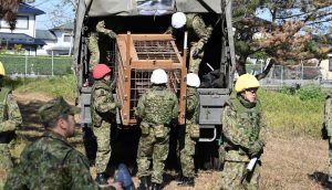 У Японії армію залучили до боротьби з ведмедями