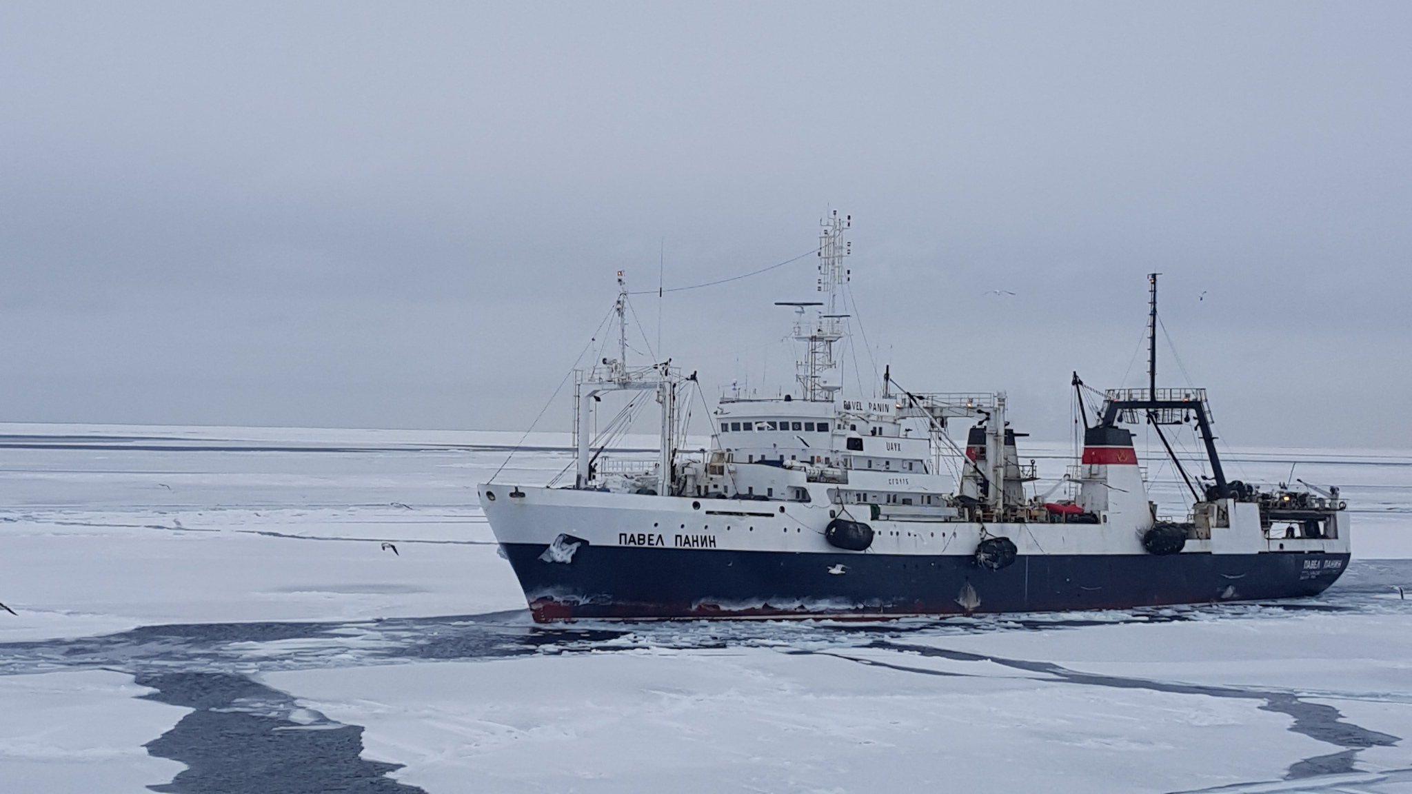 The layers of criminal activity in Russian fishing companies