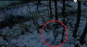 «Спартан» та «Птахи Мадяра» ліквідували близько чотирьох взводів росіян під Покровськом