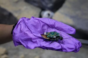 У Німеччині розробляють керованих тарганів для військових задач